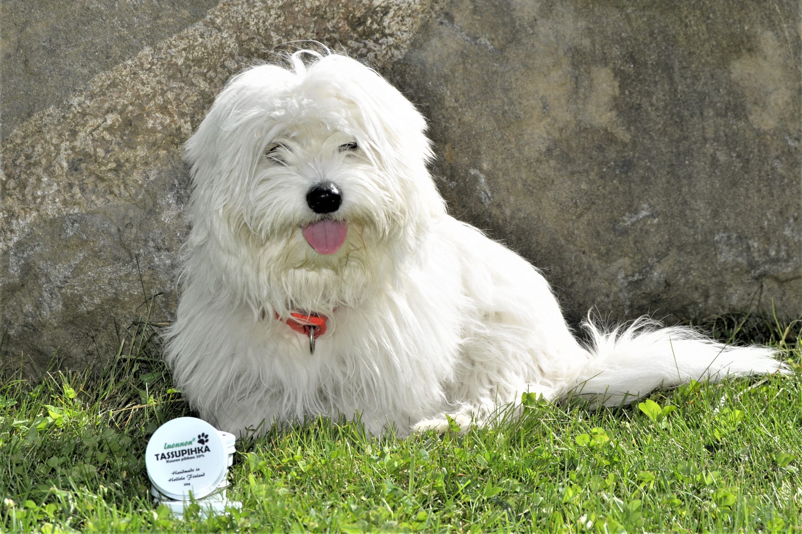 Tassupihka (valkoinen) - Image 2